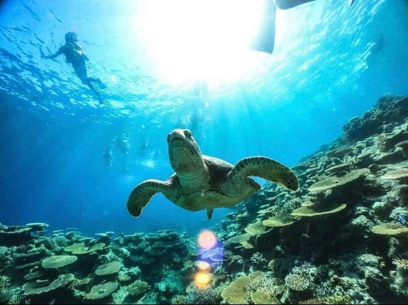 Iriomote: Boat Snorkeling Tour at Barasu Island - Two snorkeling sites, with the second one likely to be the highlight