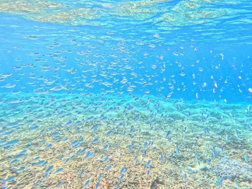 Iriomote: Boat Snorkeling Tour at Barasu Island - Free photos are useful, but keep expectations modest