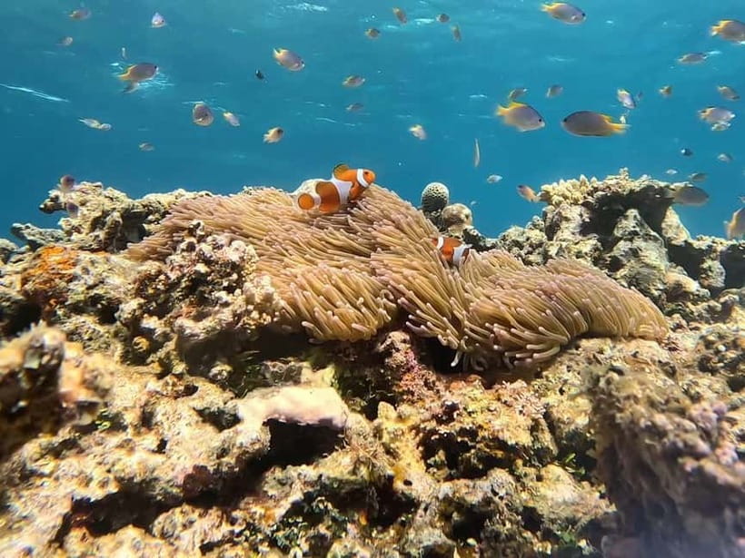 Iriomote: Boat Snorkeling Tour at Barasu Island - Who will get the most from this Barasu Island outing