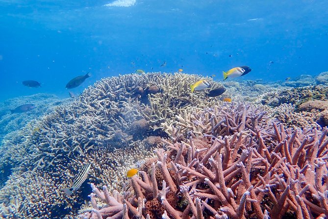 Iriomote Island 1-Day Snorkeling & Mangrove SUP or Canoe - Guides, Safety, and the Beginner Experience