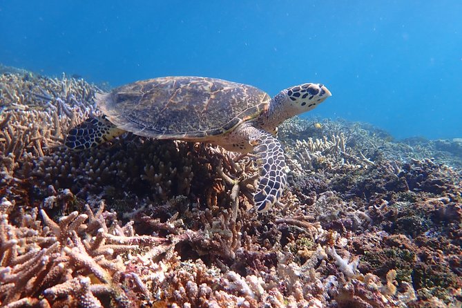 Iriomote Island 1-Day Snorkeling & Mangrove SUP or Canoe - Is $99.10 a Fair Price?