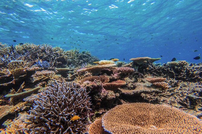 Iriomote Island 1-Day Snorkeling & Mangrove SUP or Canoe - Who Should Book This Iriomote Tour?