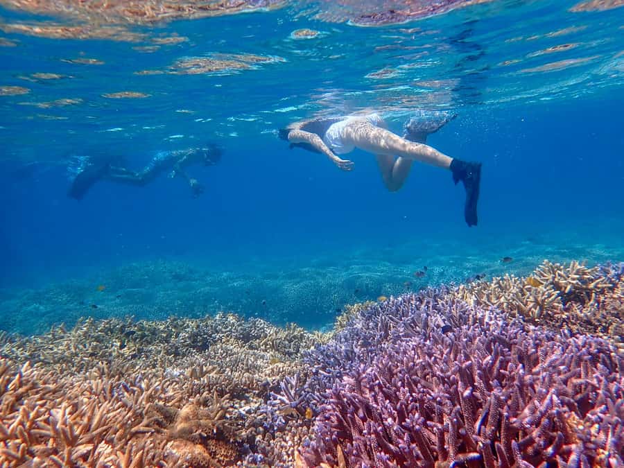 Iriomote Mangrove SUP and Snorkeling at Coral island - Should you book it?