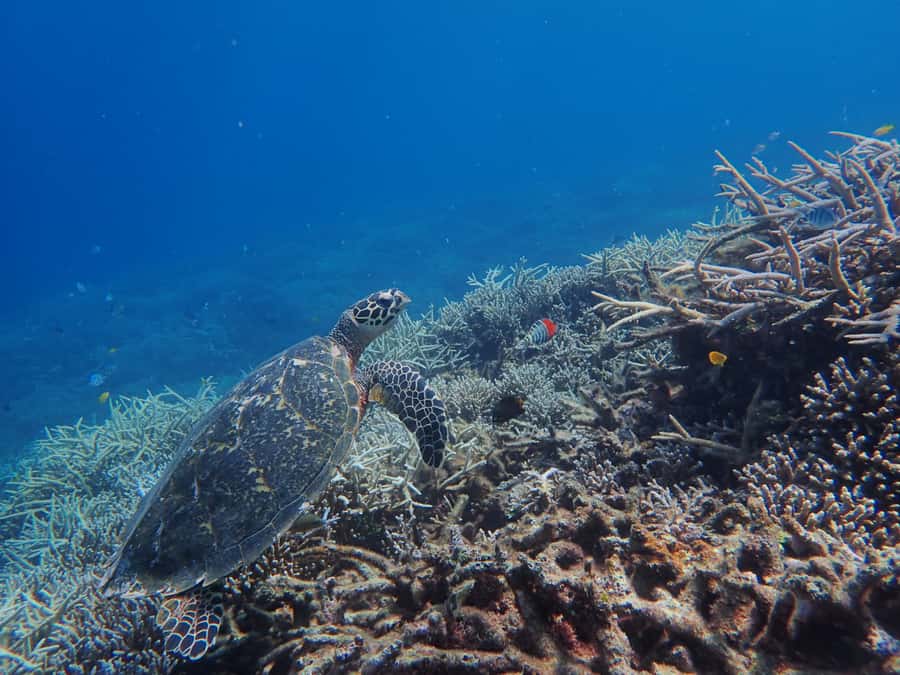 Iriomote Mangrove SUP and Snorkeling at Coral island - How weather and tides can change your day