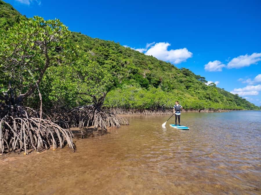 Iriomote Mangrove SUP and Snorkeling at Coral island - Who should book this Iriomote tour