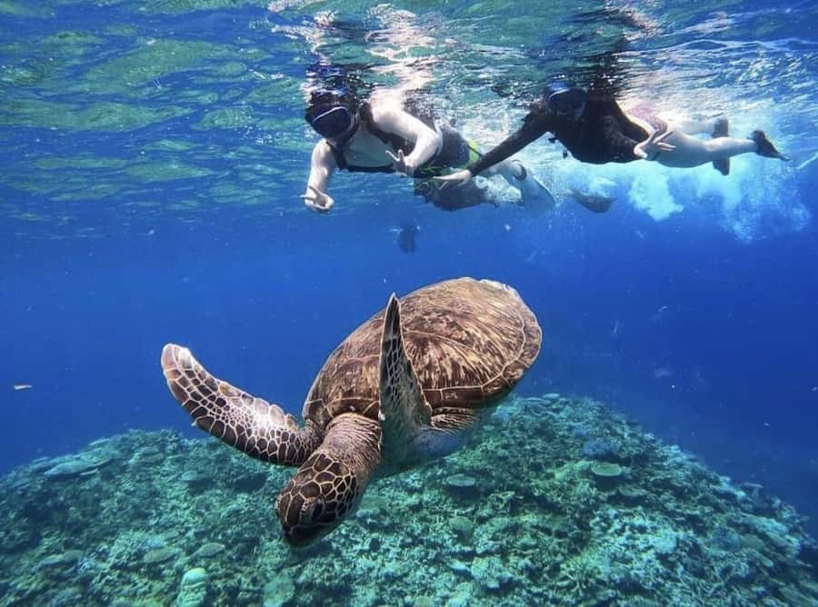 Iriomote Mangrove SUP and Snorkeling at Coral island - Starting at Uehara Port and heading to sea