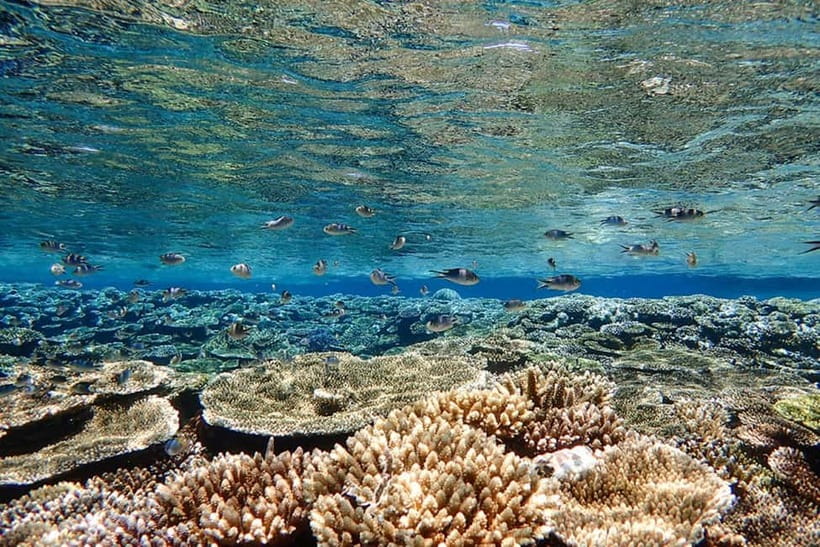 Ishigaki Island: Blue Cave Exploration & Snorkeling Tour - Snorkeling over coral, fish, and the trench