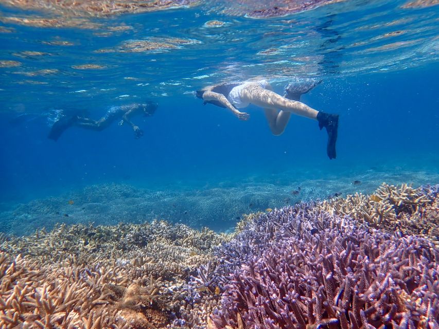 Ishigaki Island: Boat Snorkeling Tour at Phantom Island - Why Phantom Island makes a good Ishigaki half-day