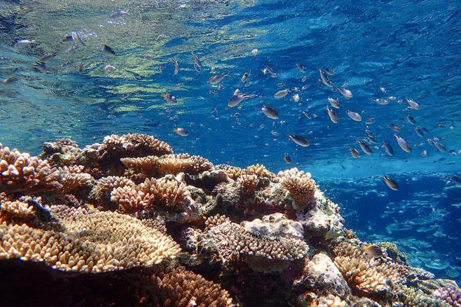 Ishigaki Island: SUP or Canoeing and Snorkeling at Blue Cave - Is the tour really suitable for beginners?
