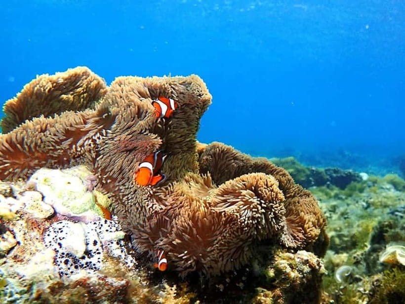 Ishigaki: Mangrove SUP or Canoe & Phantom Island Snorkeling - Is $103 a fair price?