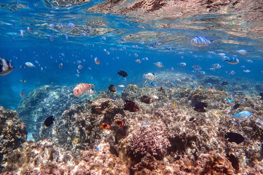 Ishigaki: Phantom Island Snorkeling and Taketomi Sightseeing - How to prepare for the seven hours