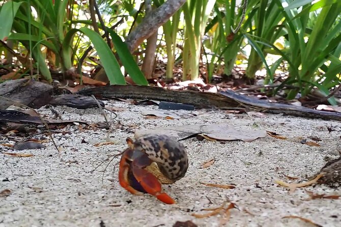 Isla Contoy and Isla Mujeres Tour with Snorkeling from Cancun - Caribbean barbecue lunch on the island