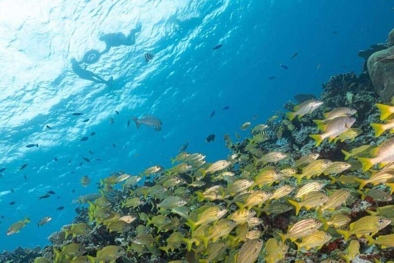Isla Mujeres: Snorkel Tour at Musa and Manchones Reef - Why Musa Makes This Isla Mujeres Trip Different
