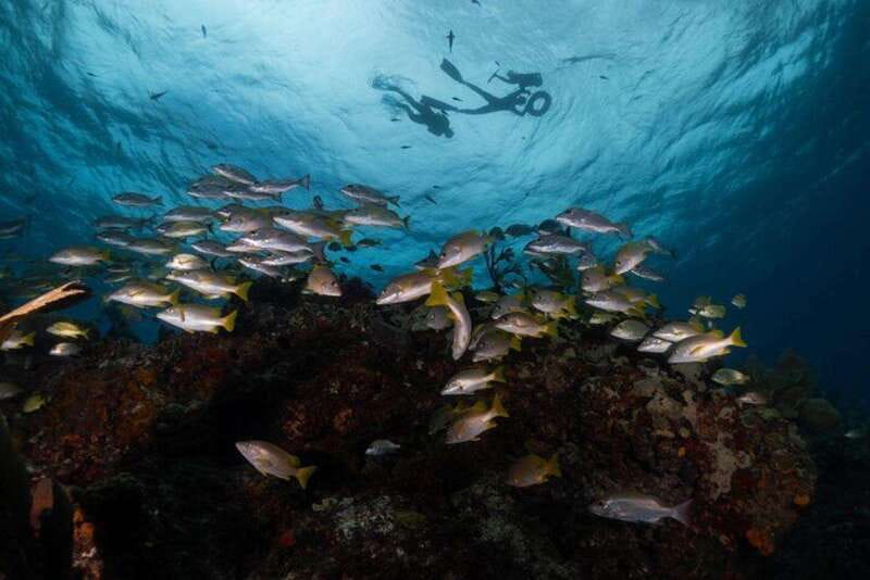 Isla Mujeres: Snorkel Tour at Musa and Manchones Reef - Manchones Reef Brings the Living Show