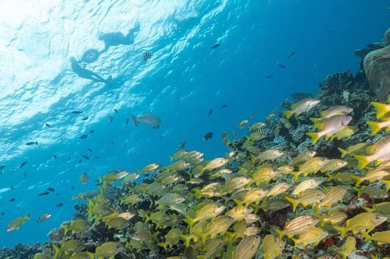 Isla Mujeres: Snorkel Tour at Musa and Manchones Reef - What Rough Water Can Change at Musa