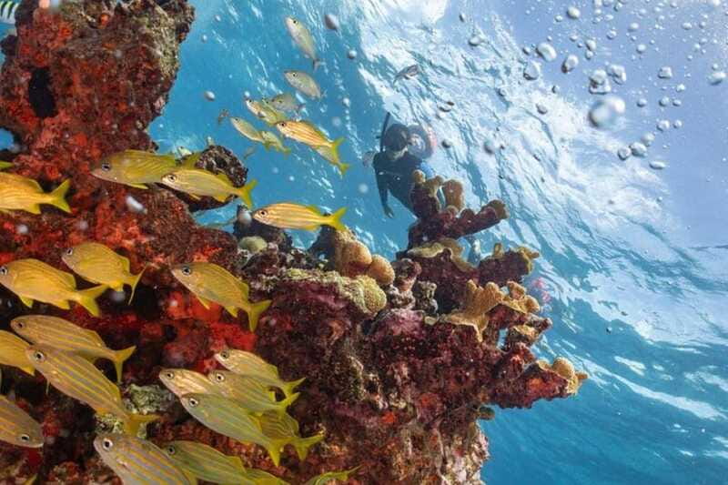 Isla Mujeres: Snorkel Tour at Musa and Manchones Reef - Safety, Equipment, and Comfort in the Water