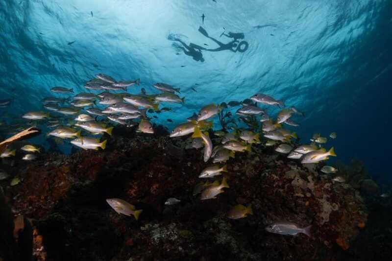 Isla Mujeres: Snorkel Tour at Musa and Manchones Reef - Practical Ways to Get More From the Experience