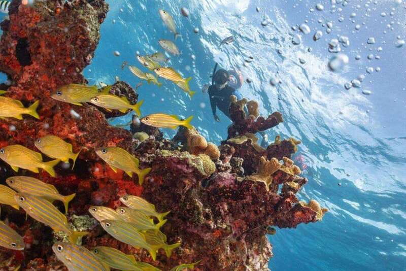 Isla Mujeres: Snorkel Tour at Musa and Manchones Reef - Four Hours, Two Main Stops, and a Short Break