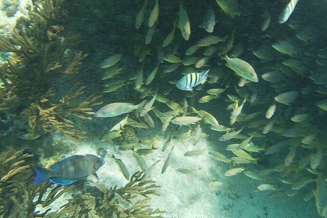 Isla Mujeres Snorkeling Adventure at the Underwater Museum - Is $52 a good value?