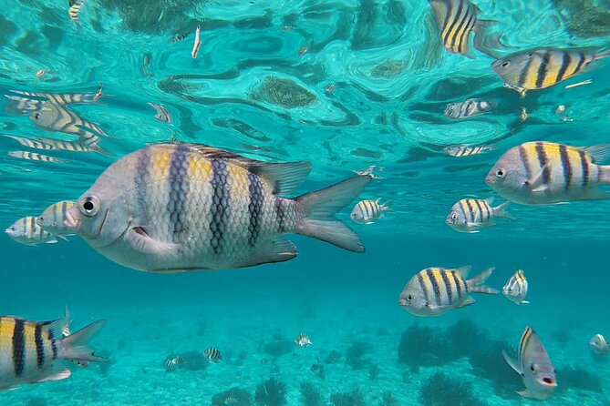 Isla Mujeres: Snorkeling Adventure at the Underwater Museum - Meeting outside Señor Frog’s on Isla Mujeres