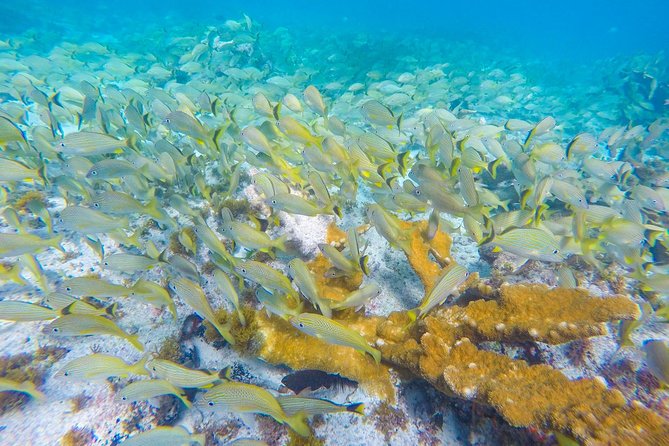 Isla Mujeres Snorkeling Tour Adventure - Manchones offers a larger reef setting