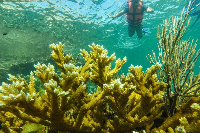 Isla Mujeres Snorkeling Tour Adventure - What the guides add to the day