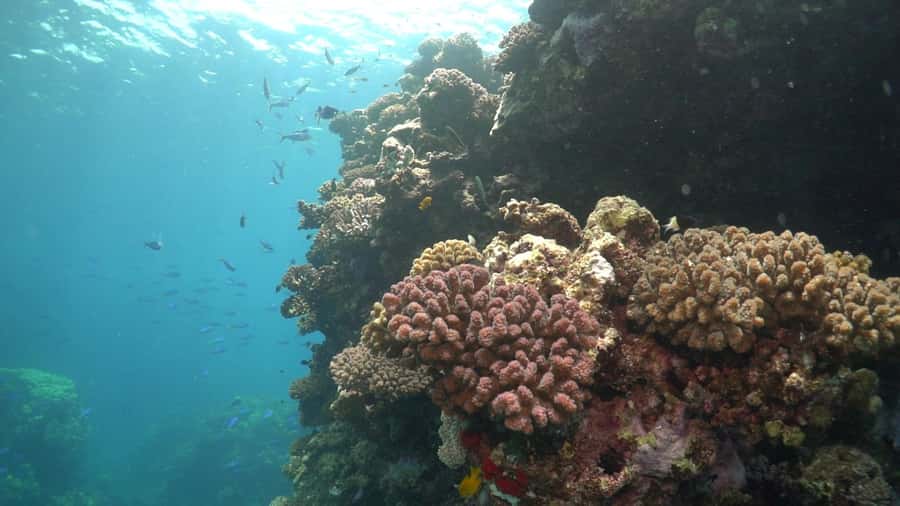 Jeddah: Bayada Leisure Boat Trip with Snorkeling - Is $99 a fair price?