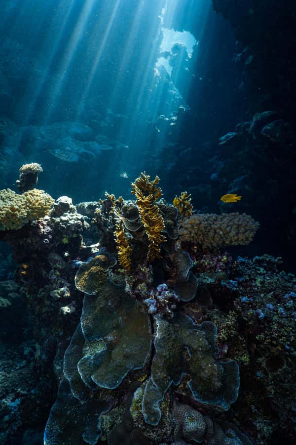 Jeddah: Guided Snorkeling Trip with Snacks and Drinks - A small group makes the instruction better