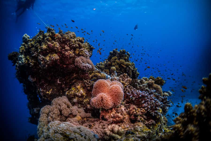 Jeddah: Guided Snorkeling Trip with Snacks and Drinks - Who will enjoy this trip most?