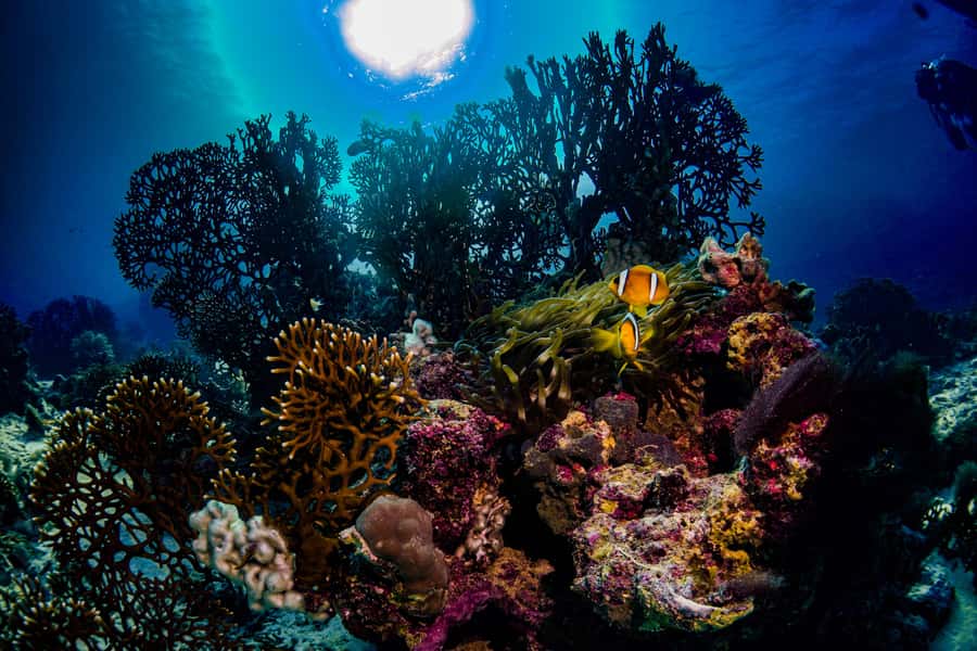 Jeddah: Guided Snorkeling Trip with Snacks and Drinks - Should you book the Jeddah snorkeling trip?