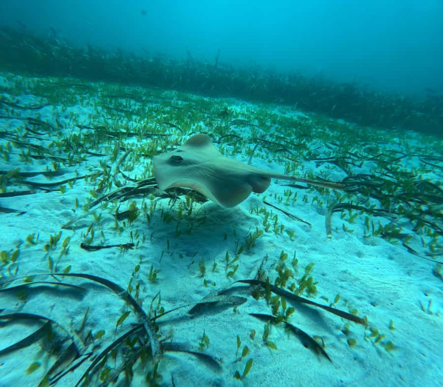 Jervis Bay: Guided Snorkelling Tour with expert guide - Why this Jervis Bay snorkelling tour feels different