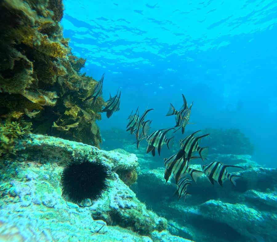 Jervis Bay: Guided Snorkelling Tour with expert guide - Choosing and using the supplied equipment