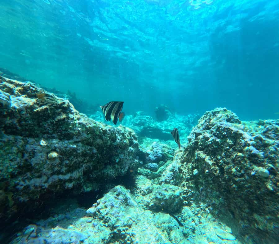 Jervis Bay: Guided Snorkelling Tour with expert guide - Exploring the water in Booderee National Park