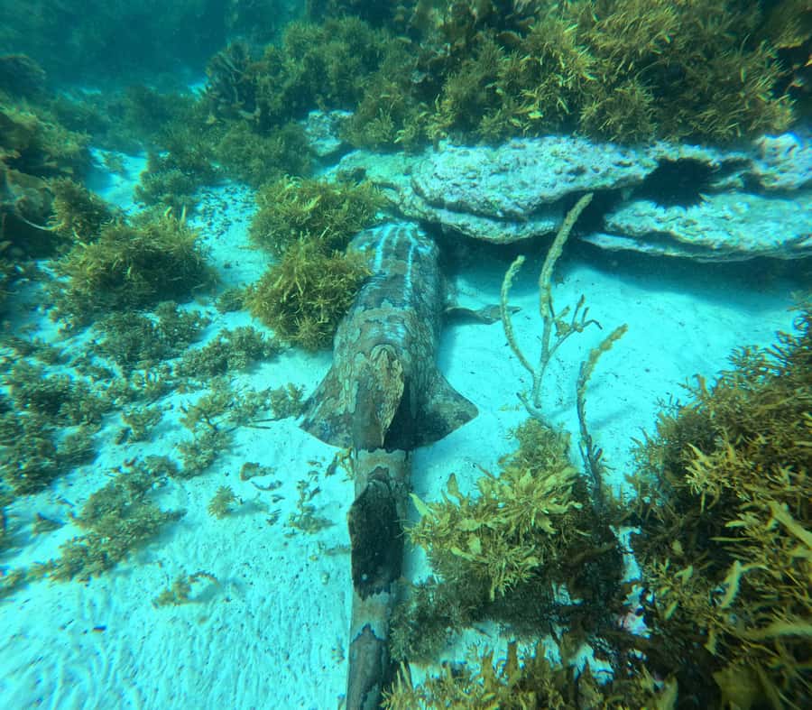 Jervis Bay: Guided Snorkelling Tour with expert guide - The post-water picnic and homemade morning tea