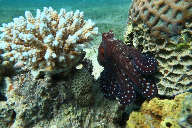 Journey of Diving or Snorkelling from a Boat - Scuba support for first-timers