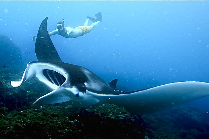 Julian Rocks: Premier Snorkeling Tour Byron Bay - Why Julian Rocks is such a strong snorkel location