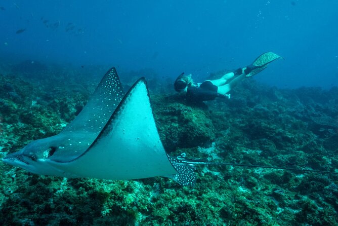 Julian Rocks: Premier Snorkeling Tour Byron Bay - What the guided snorkel is like