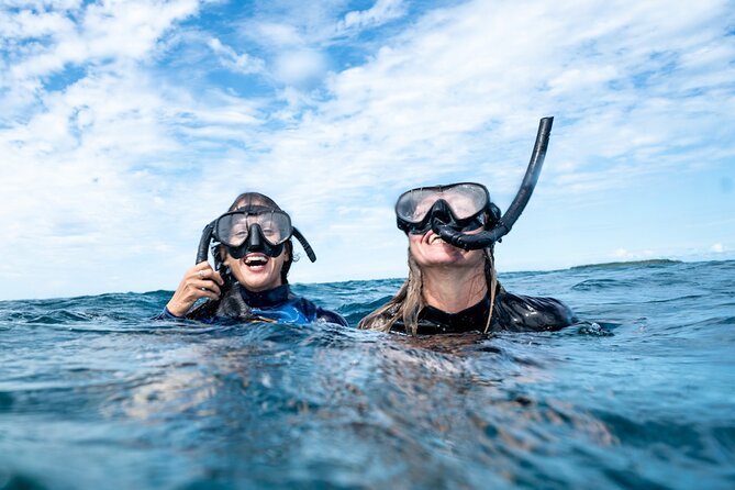 Julian Rocks: Premier Snorkeling Tour Byron Bay - Sharks, turtles, rays, and dolphins