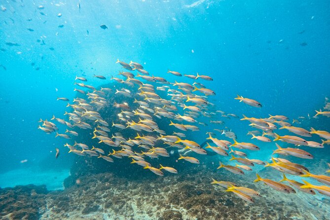 Julian Rocks: Premier Snorkeling Tour Byron Bay - Gear, sunscreen, parking, and what you still need