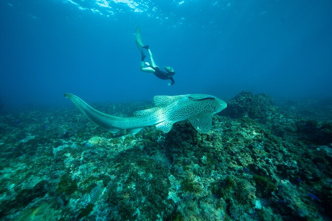 Julian Rocks: Premier Snorkeling Tour Byron Bay - Fitness, age, and water confidence