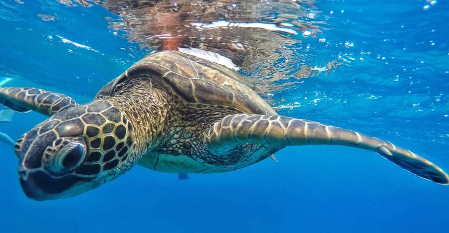 Ka'anapali Beach: Coral Reef Snorkel and Turtle Spotting - Who should book this Kaanapali snorkel?