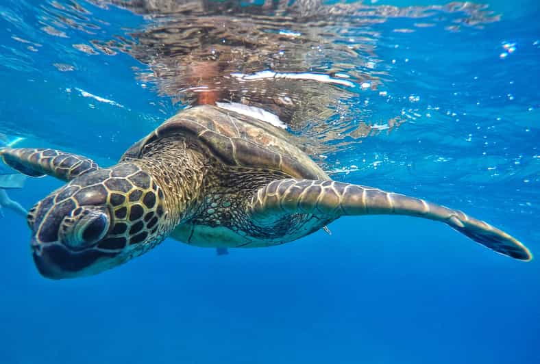 Ka'anapali Beach: Coral Reef Snorkel and Turtle Spotting - How the snorkeling stop is chosen