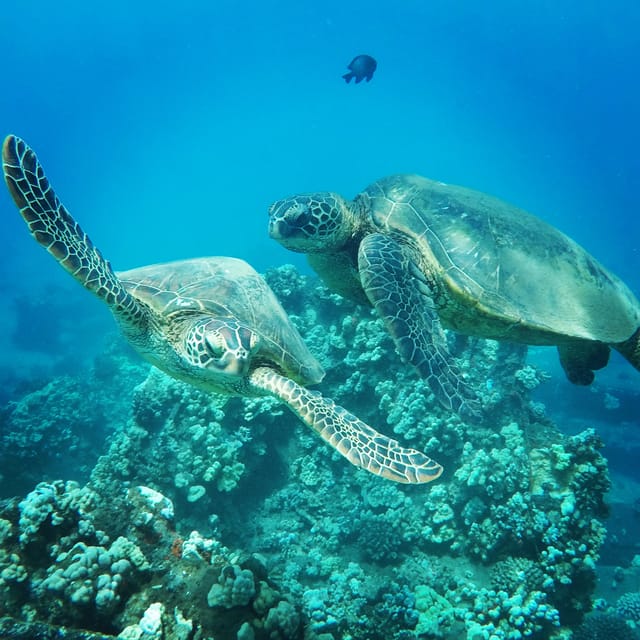 Ka'anapali Beach: Coral Reef Snorkel and Turtle Spotting - Is $134 a fair price?