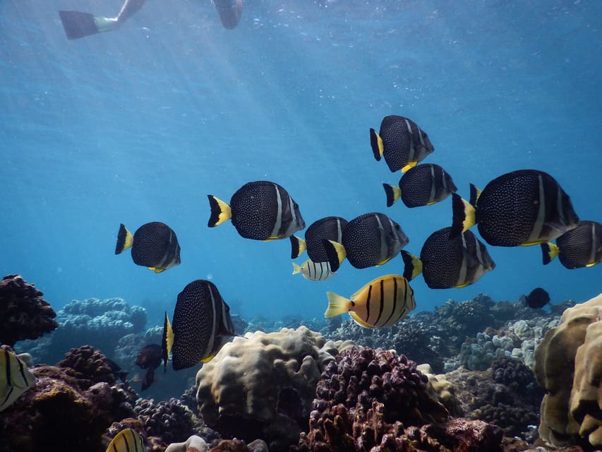 Ka'anapali Beach: Coral Reef Snorkel and Turtle Spotting - What to bring and how to prepare