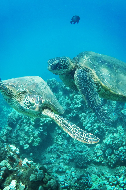 Ka'anapali Beach: Coral Reef Snorkel and Turtle Spotting - Boarding the beach-loading catamaran