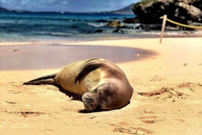 Kailua Bay, Oahu: Epic Kayak and Snorkel to Islands