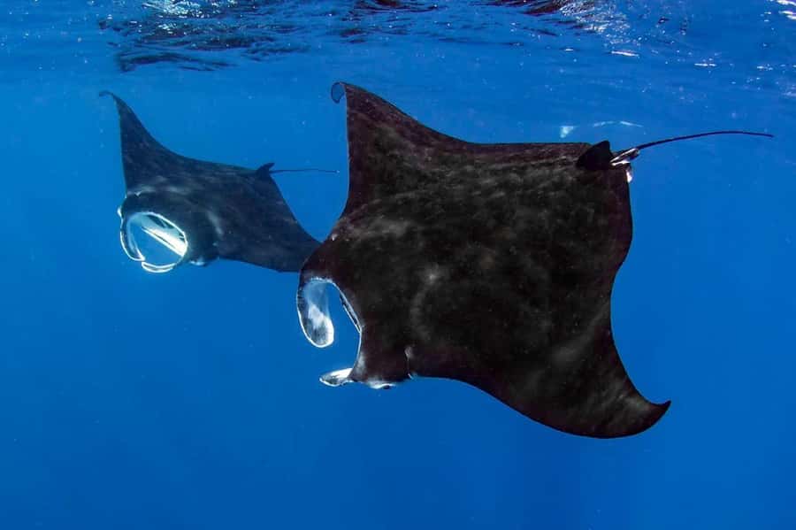 Kailua Kona: Dolphin, Sea Cave and Captain Cook Snorkel Tour - Key points to know before booking