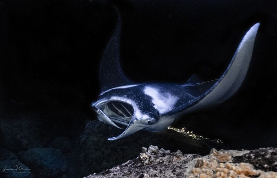 Kailua Kona: Manta Ray Night Snorkel Tour with Guide - Leaving Honokohau Harbor after sunset