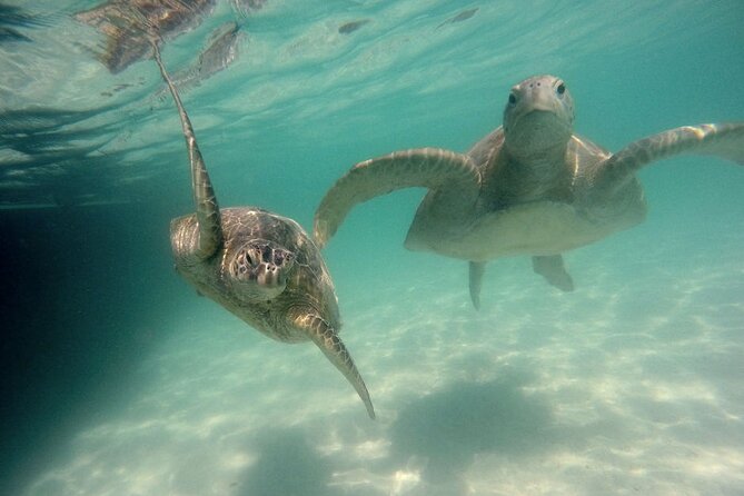 Kaneohe Sandbar Snorkeling Tour - 2nd Tour - Who should book this Kaneohe Bay outing?