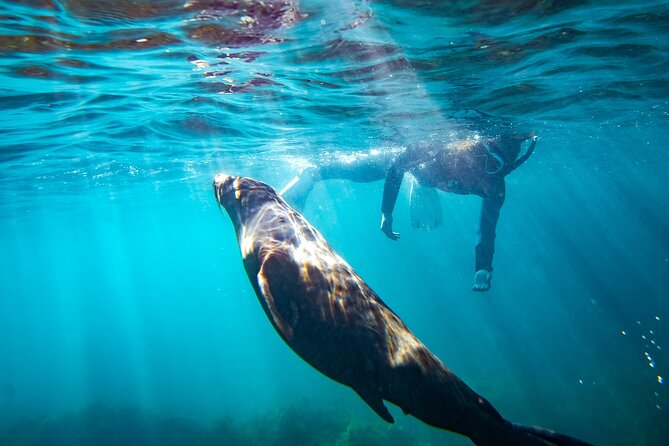 Kangaroo Island - Swim with Dolphins/Seals/Coastal Snorkel - Setting out from Penneshaw at noon